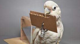 cacatoès animaux intelligents fabriquent outils