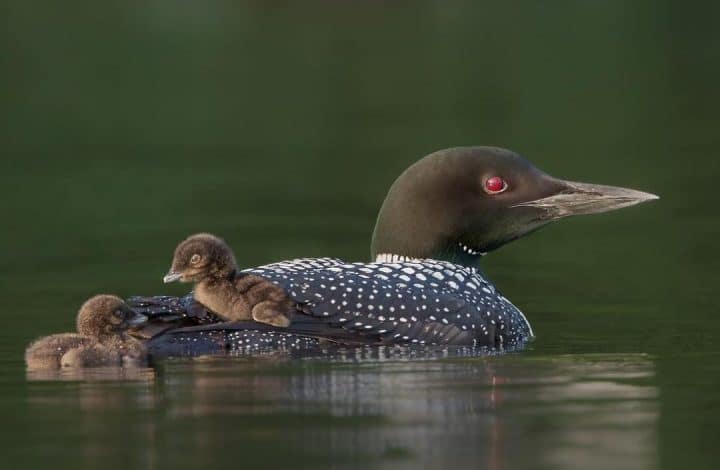 maman canard