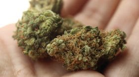 cannabis