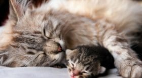 maman chat