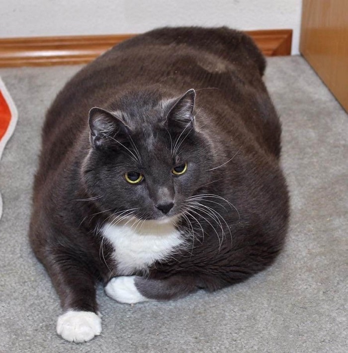 chat-obèse-watson-régime-alimentaire.-heureuxjpg