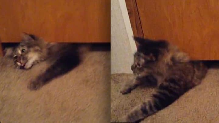 chat passe sous une porte