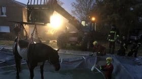 cheval-piscine-pompiers