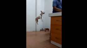 chien