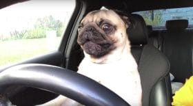 Un chien conduit et s'énerve