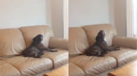 chien chante blues