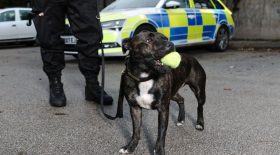 chien police