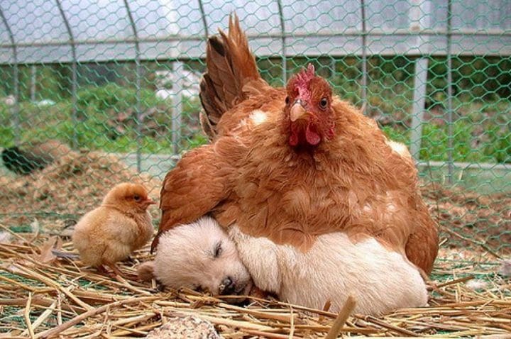 maman poule avec chien