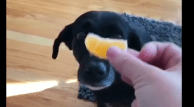 Un chien a peur d'une clémentine