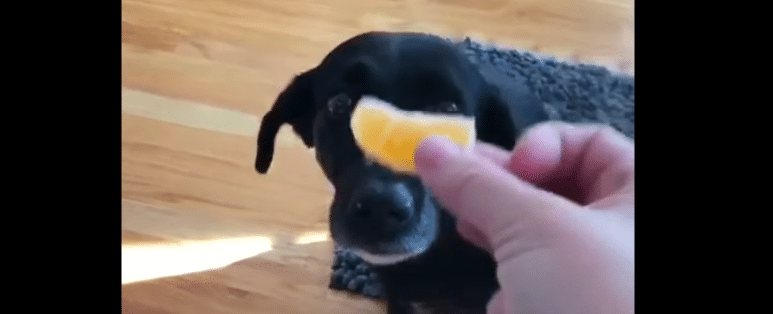 Ce chien trop timide a peur du0027une clémentine