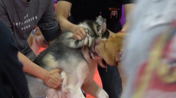 pitbull attaque un husky concours canin