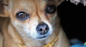 chihuahua-ruthie-chienne-animaux-sauvetage-amour