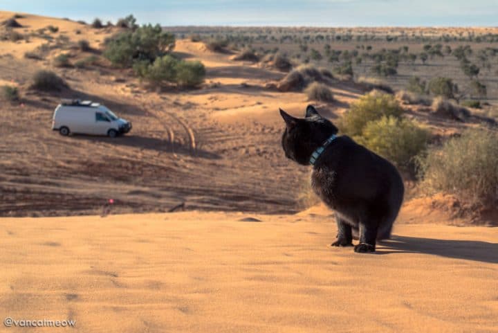 chat van désert