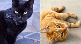 duo-chats-musée