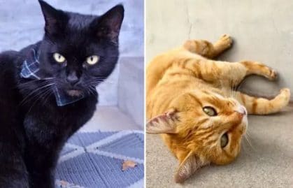 duo-chats-musée