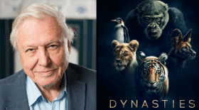 dynasties-david-animaux-série-Attenborough-écologie
