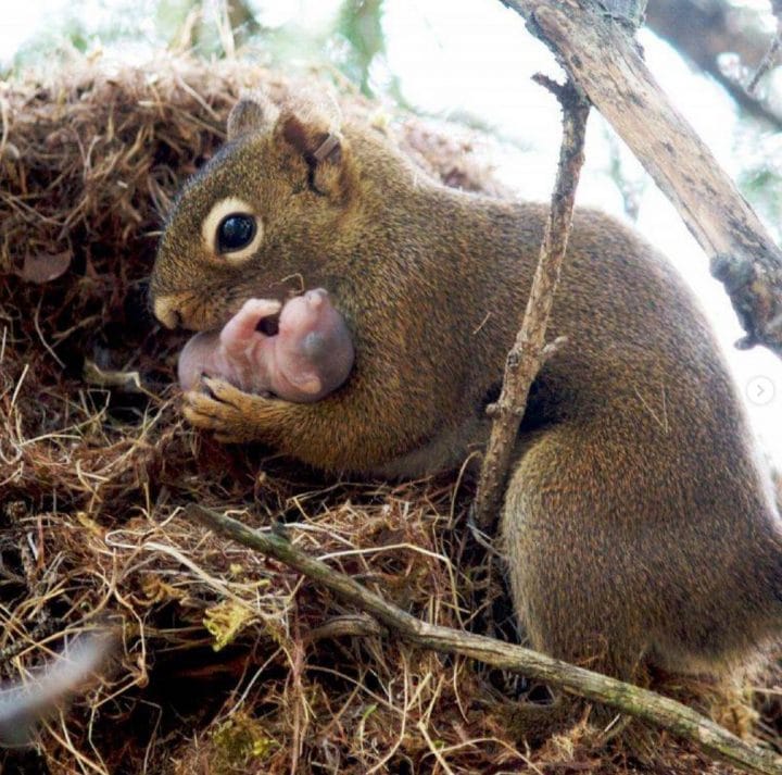 maman écureuil