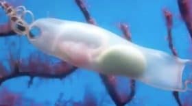 Un embryon de requin filmé dans les profondeurs