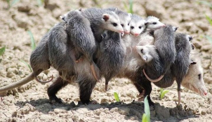 maman furet
