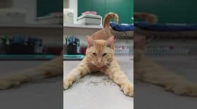 Gouda le chat, accro à l'herbe à chat