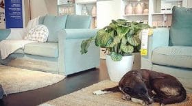 Un Ikea en Sicile servant de refuge aux chiens abandonnés