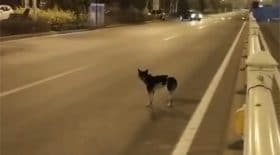 chien attend maîtresse