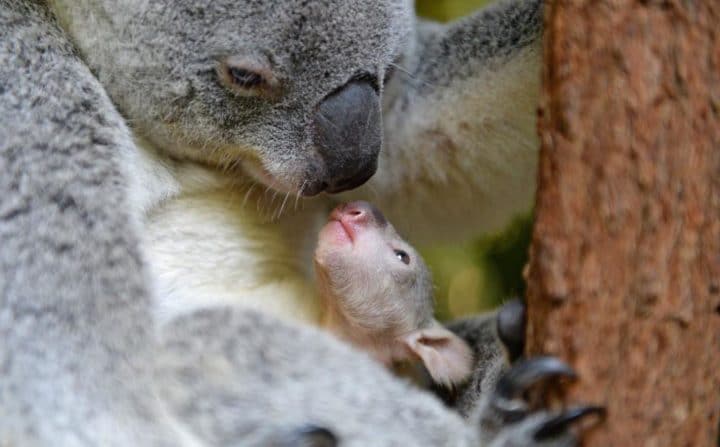 maman koala