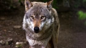 loup-yellowstone-abbatu-chasseur-trophée-légal