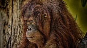 orang outan