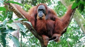 orang-outan