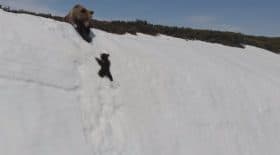 ourson vidéo