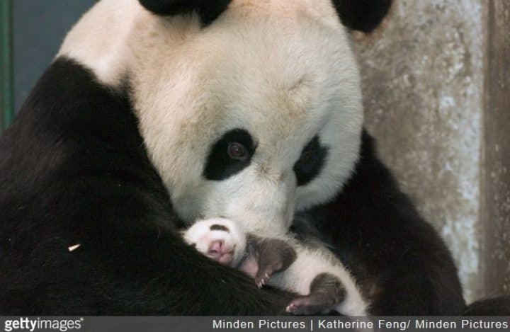 maman panda