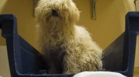 petite-chienne-euthanasiée-fende-le -coeur-réaction-amour