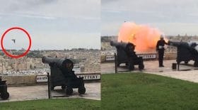 pigeon grillé coups de canons