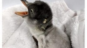 pingouin
