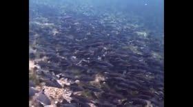 poissons