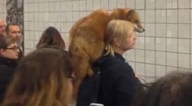 renard metro russie