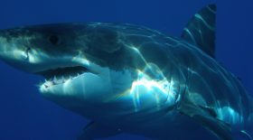 grace-a-une-camera-embarquee-nous-suivons-le-grand-requin-blanc-en-chasse