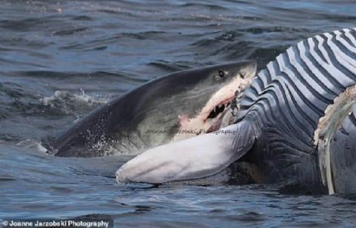 requin-blanc-dévorent-baleine