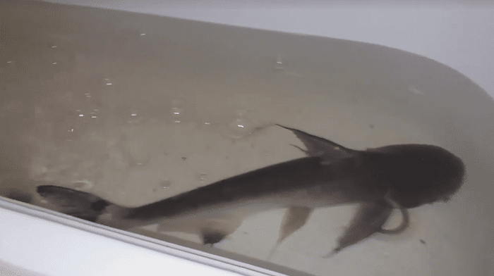 requin-brise-parois-aquarium-s-échappe