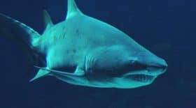 attaque-requin-video-direct