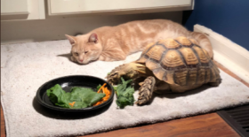 chat tortue