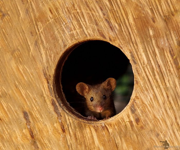 Il trouve des souris dans son jardin et leur construit un petit village — free download