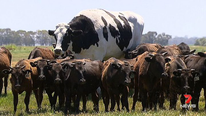 vache boeuf de 2 mètres