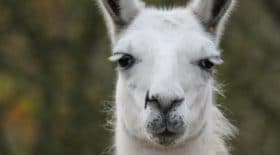 La vidéo insolite d'un lama prenant un taxi dans la ville de Cuzco