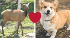 Un wapiti joue avec des chiens