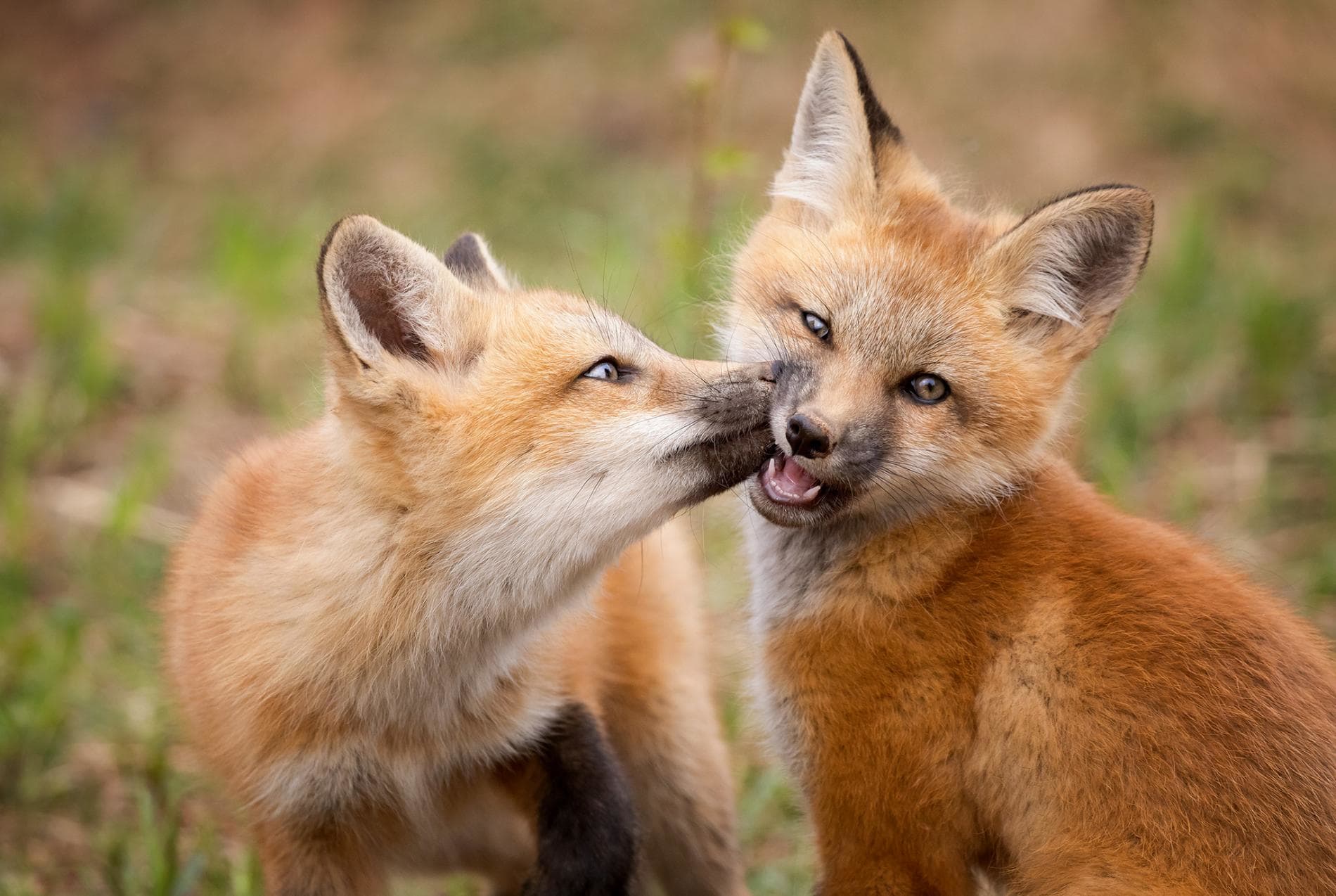 Découvrez des photos incroyables d'animaux