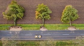 arbres