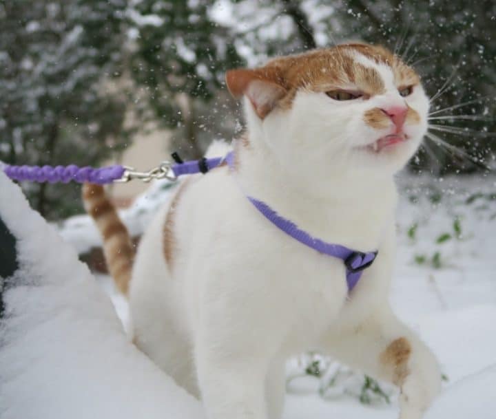 chat-neige