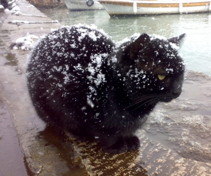 chat-neige
